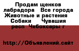 Продам щенков лабрадора - Все города Животные и растения » Собаки   . Чувашия респ.,Чебоксары г.